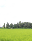 8月16日(土)開催!夏休みの自由研究も!親子で涼しく楽しむ「しいたけ収穫&BBQ体験」@リンネ農園