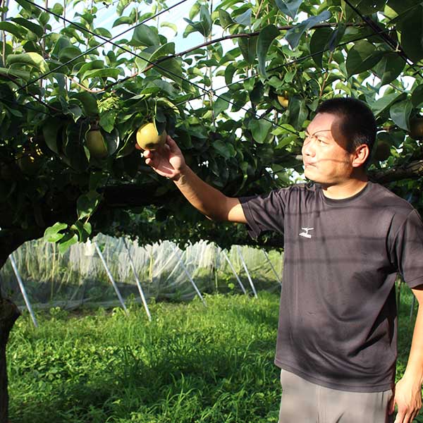 WEB限定！手土産贈答梨「にっこり」5kg箱､3kg箱 – 農産直売所あぜみち