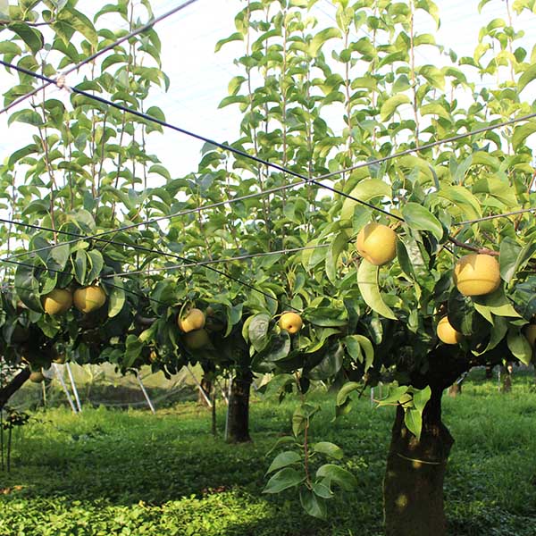 WEB限定！手土産贈答梨「にっこり」5kg箱､3kg箱 – 農産直売所あぜみち