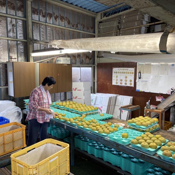 WEB限定！手土産贈答梨「にっこり」5kg箱､3kg箱 – 農産直売所あぜみち