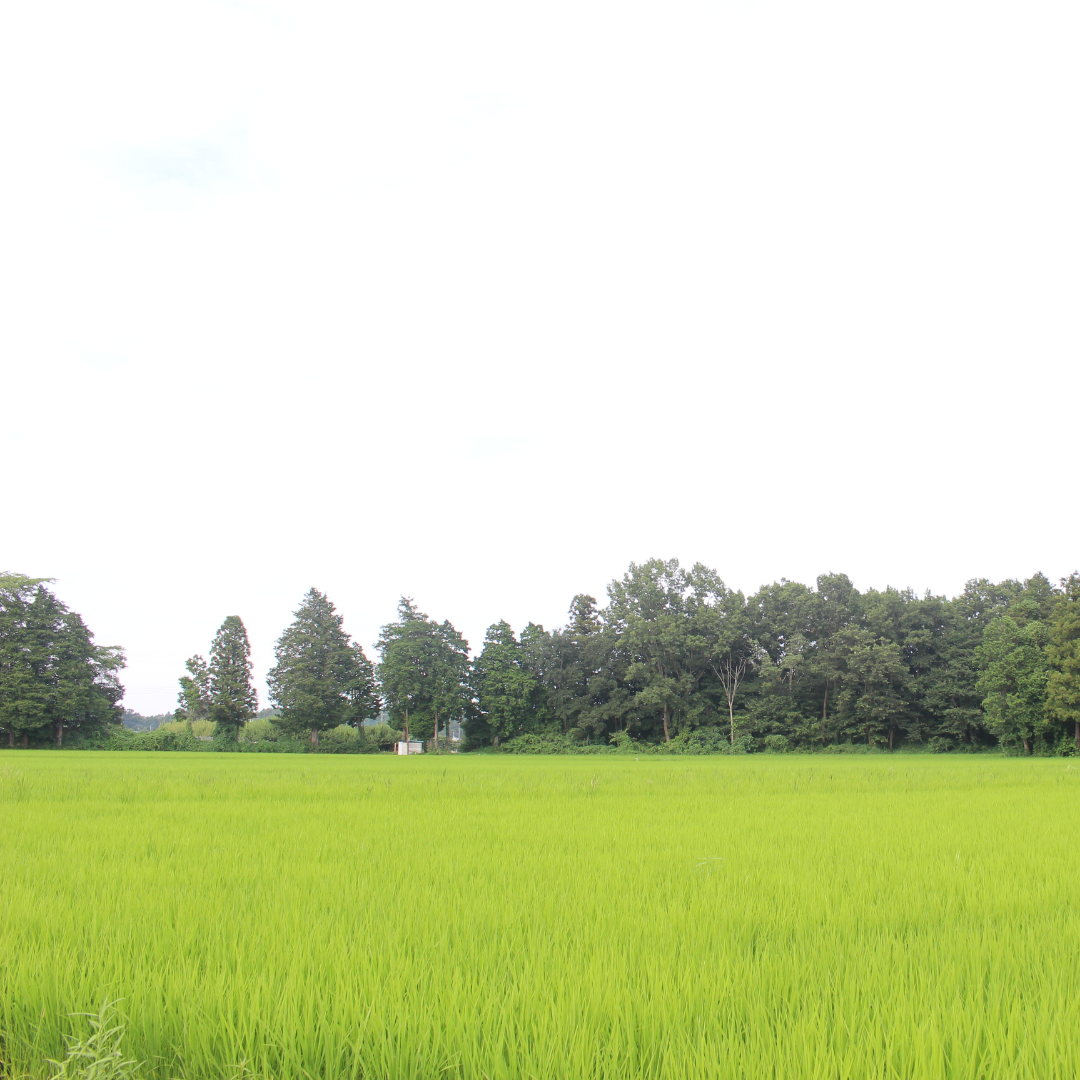 8月16日（土）開催！夏休みの自由研究も！親子で涼しく楽しむ「しいたけ収穫＆BBQ体験」＠リンネ農園