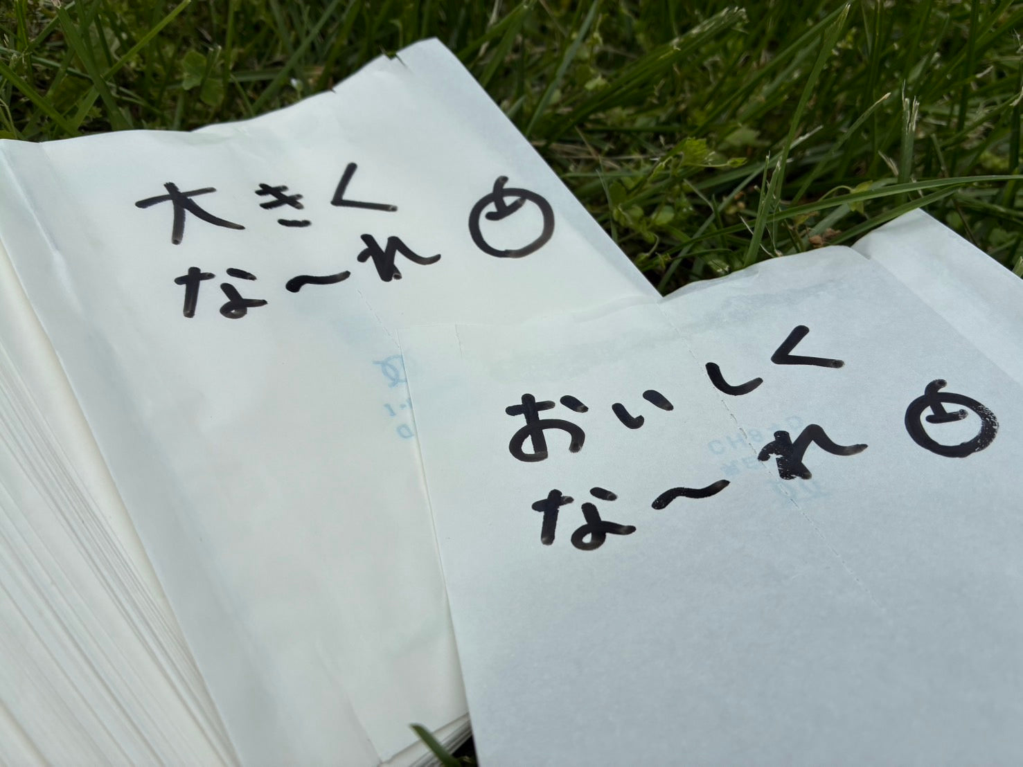 【農業体験企画第3弾！】6.14（土）　あぜみち×矢野観光リンゴ園×サトノシゴト　初夏の里山満喫体験　6月14日（土）