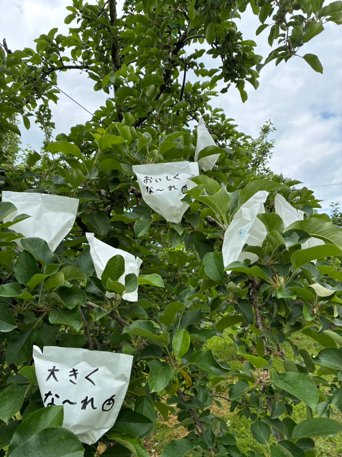 りんこページ LIXIL ビジネス情報 | COM-A255/NVG-4 | ヴィーゼネクスト（はるかべ