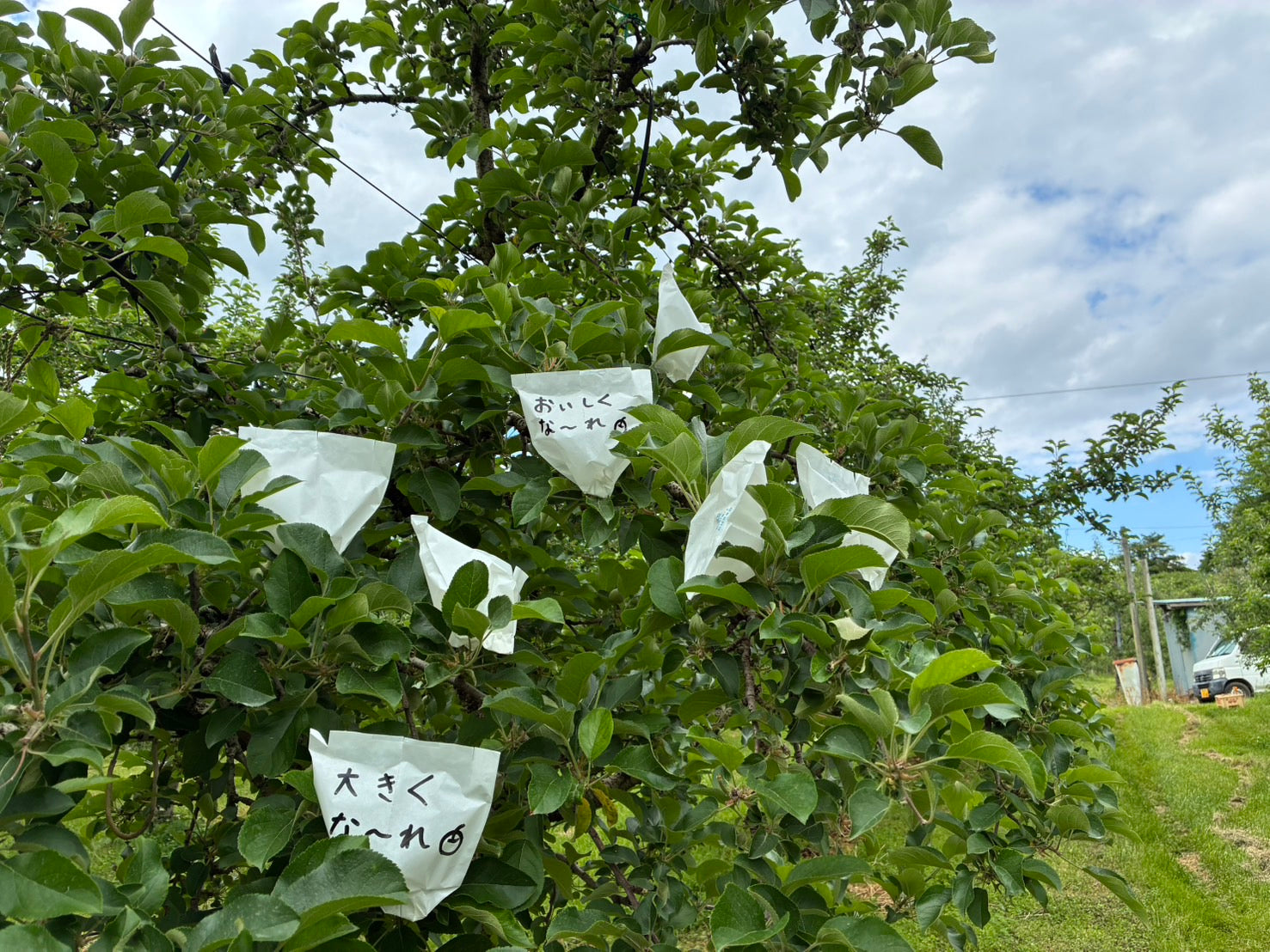 農業体験企画第3弾！】6.14（土） あぜみち×矢野観光リンゴ園